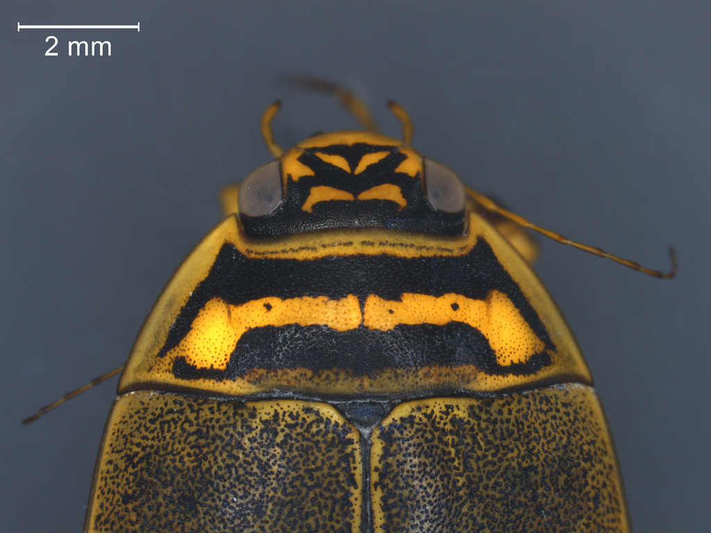 Acilius sulcatus